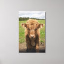 Search for highland cattle canvas prints Animal