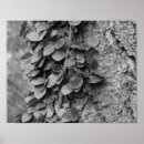 Search for cobweb posters Black