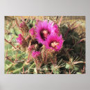 Search for barrel cactus posters For her