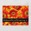 Search for orange gerbera postcards Pretty