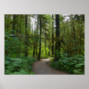 Search for old growth forest art Trail