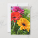 Search for gerberas cards Garden