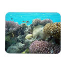Search for under magnets Coral