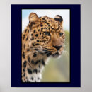 Search for leopards posters Big cat