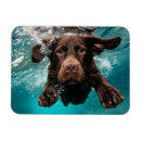 Search for dynamic magnets Dog products