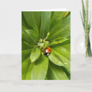 Search for ladybug note cards Insect