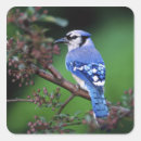 Search for backyard bird stickers Adam jones