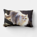 Search for fluffy cushions Pets