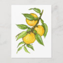 Search for edibility postcards Botanical
