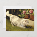 Search for persian cards White persian cat