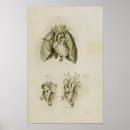 Search for anatomical heart art Anatomy