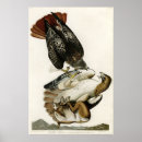 Search for audubon birds posters Red