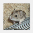 Search for hamsters magnets Animals