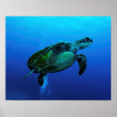 Search for hawksbill posters Nature
