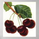 Search for cherry fruit posters Vintage