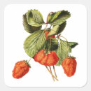 Search for vintage fruit illustration stickers Botanical