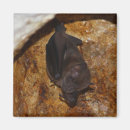 Search for flying bats magnets Dark