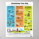 Search for socialisation Dog