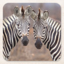 Search for zebra coasters Equus quagga