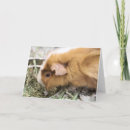 Search for piggys cards Cute