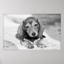 Search for dachshund art Black