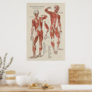 Search for physiological posters Medical