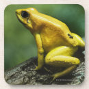 Search for dart coasters Wildlife
