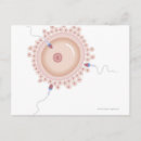 Search for sperm postcards Medical