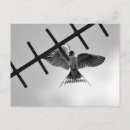 Search for fledgling postcards Wildlife