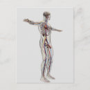 Search for gonad postcards Anatomy