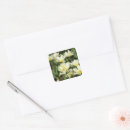 Search for white tulips stickers Nature