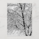 Search for winter trees postcards Blizzard