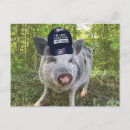 Search for food postcards Pig