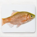 Search for fish viewing electronics Animal