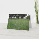 Search for texas birthday cards Bluebonnets