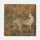 Search for reserved magnets Kenya