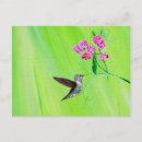Search for sweet peas postcards Pink