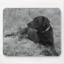 Search for chocolate lab mousepads Dog