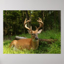 Search for whitetail posters Antlers