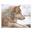 Search for timber wolf art Nature