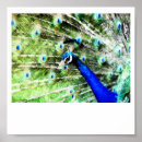 Search for peafowl posters Feathers