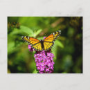 Search for wing open postcards Butterfly