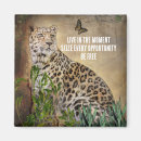 Search for leopards magnets Wildlife