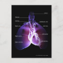 Search for lung postcards Vertical