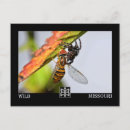 Search for prey postcards Wildlife