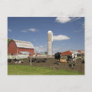 Search for farm postcards Cattle