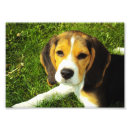 Search for beagle posters Animal lovers