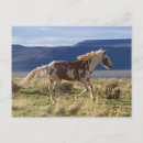 Search for stallion postcards Ranch