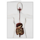 Search for digestive system Stomach