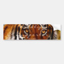 Search for tiger bumper stickers Siberian